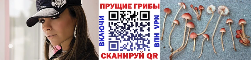 OMG зеркало  Боготол  Псилоцибиновые грибы Psilocybine cubensis 
